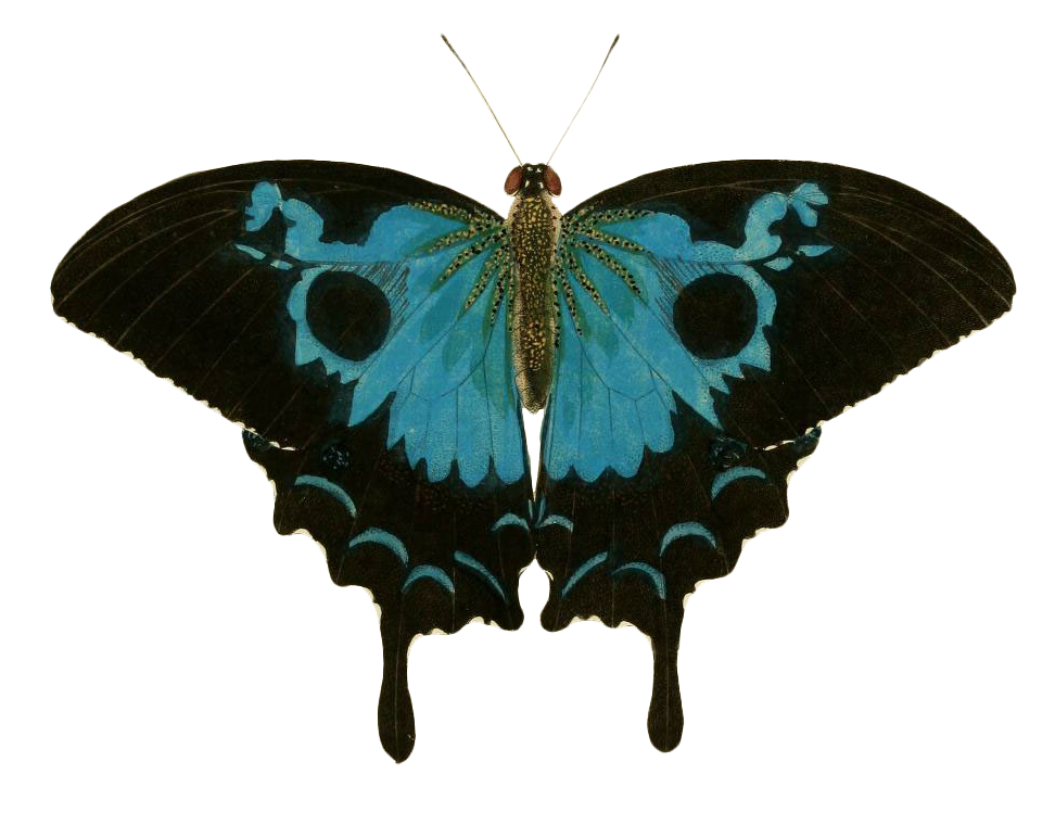 A vintage drawing of a blue and black swallow tail butterfly with one black spot on each wing